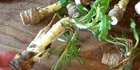 Kako saditi korijen hrena u jesen